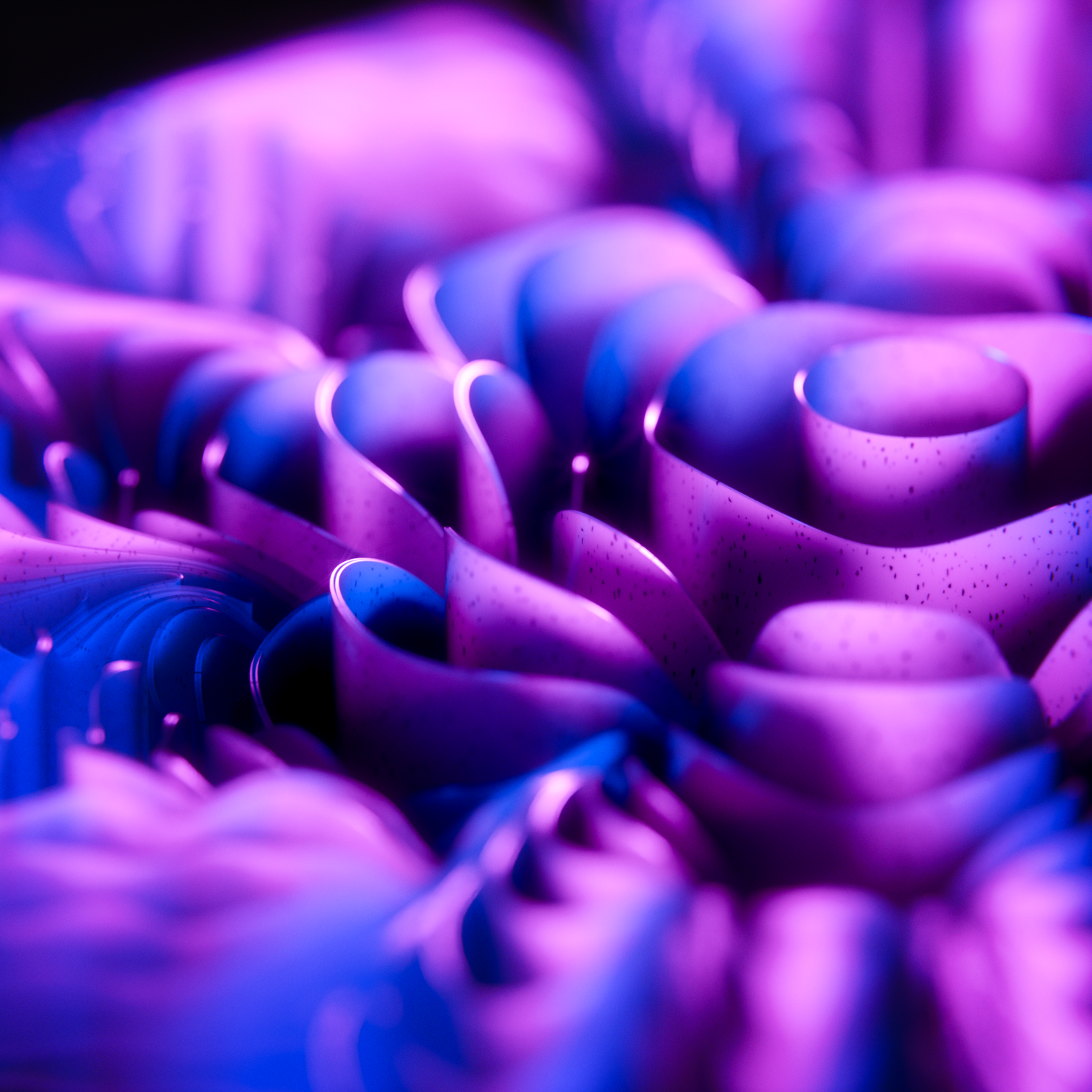 Macro view of the curled petals in blue and magenta